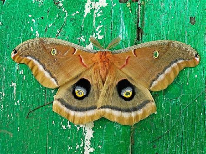 8 Of The World's Weirdest And Most Beautiful Moth Species