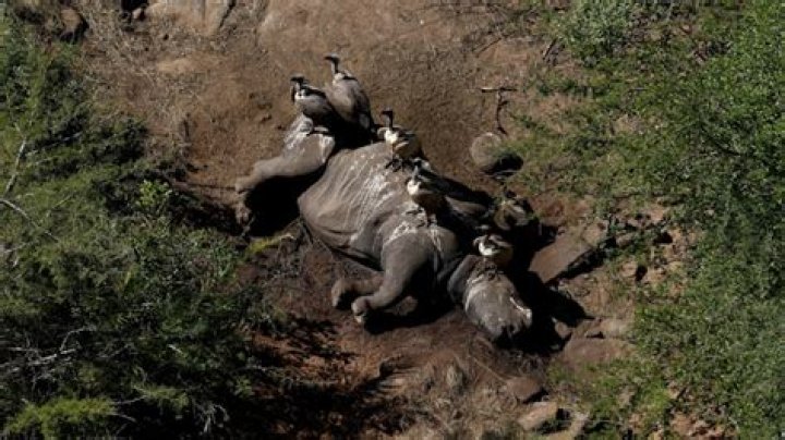 Remains Of Poacher Crushed By Elephant And Eaten By Lions Found