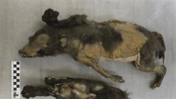 Remains Of Woolly Rhino Found In Stomach Of Ice Age Puppy